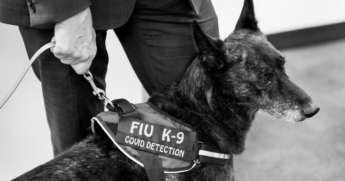Dogs can detect Covid with high accuracy, even asymptomatic circumstances