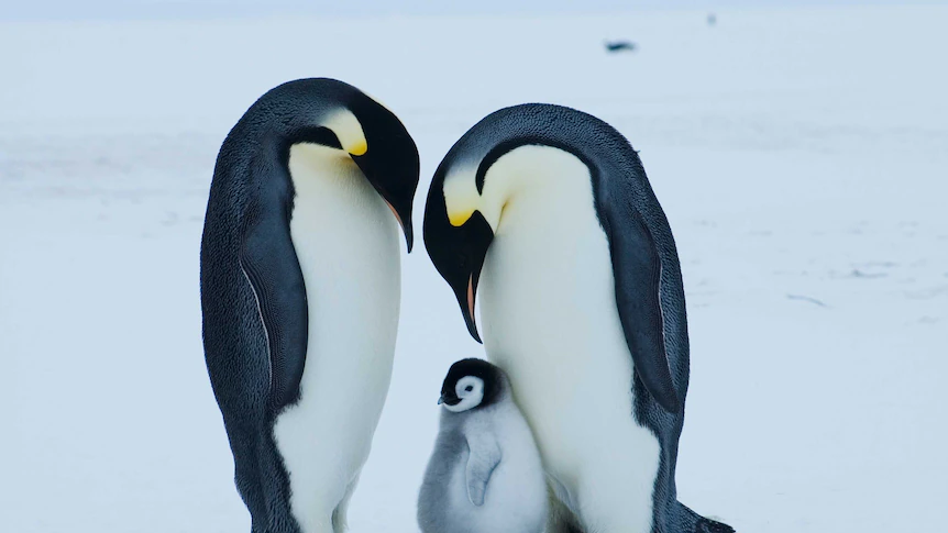 Emperor penguin at critical threat of extinction as a consequence of local weather change