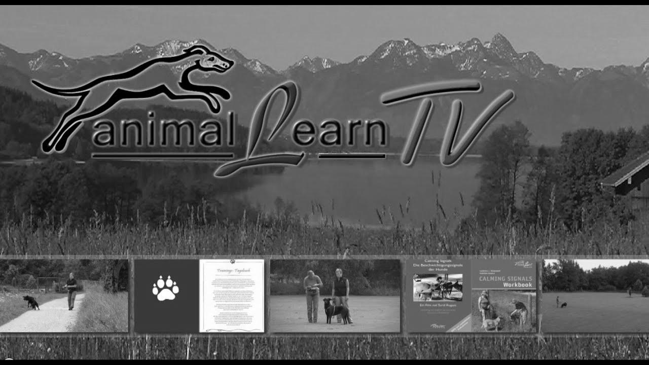 animal study TV – 26.09.2014