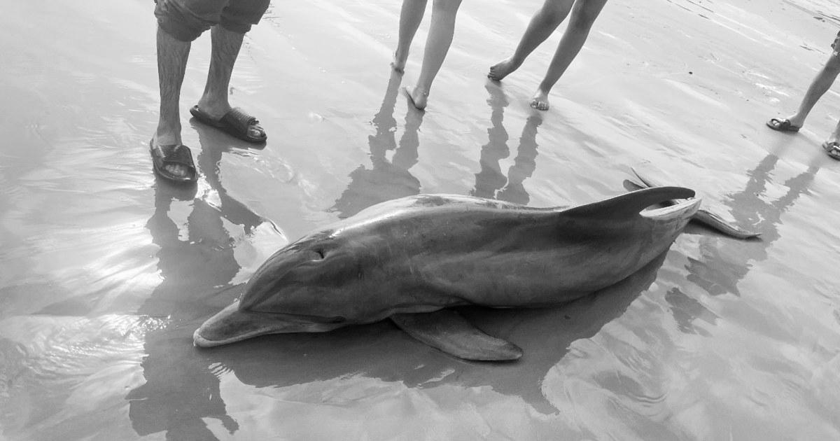 Rewards provided after dolphin ‘harassed to dying’ on Texas beach, one other impaled in Florida