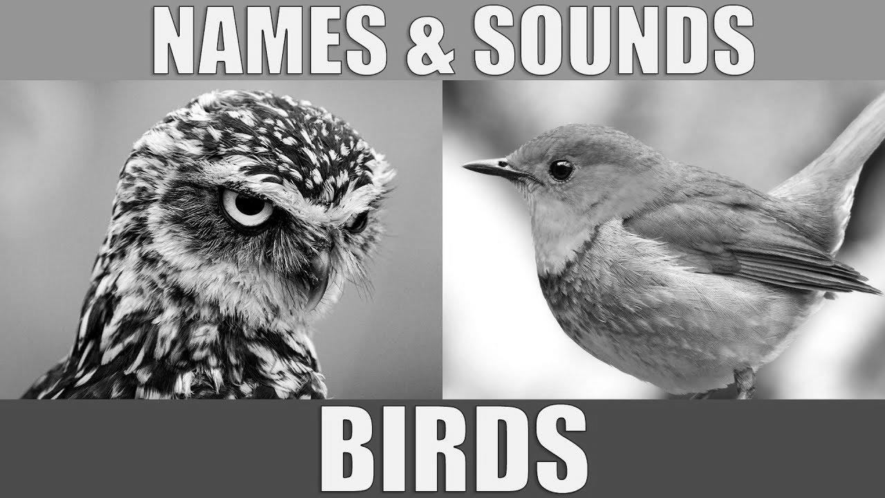 BIRDS Names and Sounds – {Learn|Study|Be taught} {Bird|Chook|Fowl|Hen|Chicken} Species in English