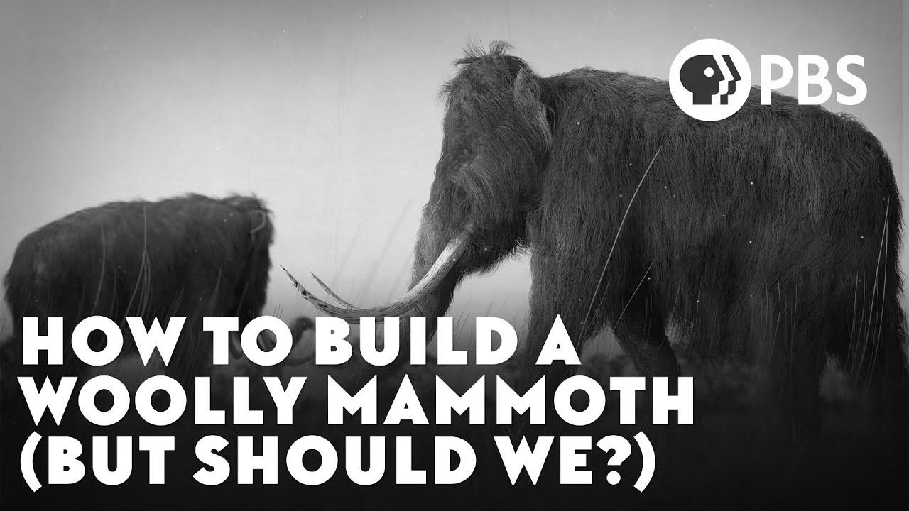 How To Construct A Woolly Mammoth (But Ought to We?)