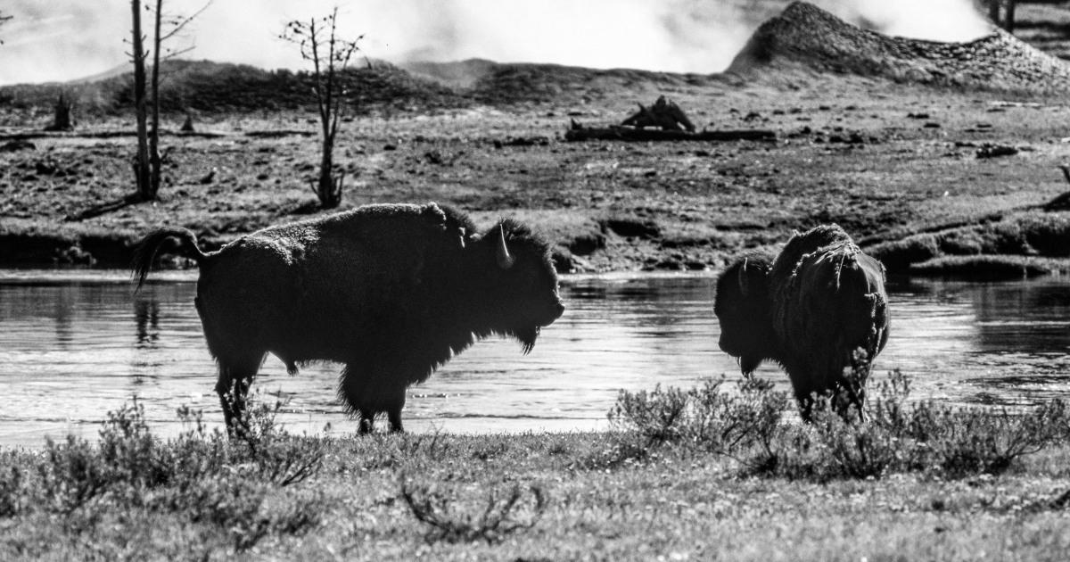 Bison gores Yellowstone visitor, tosses her 10 feet, park officers say